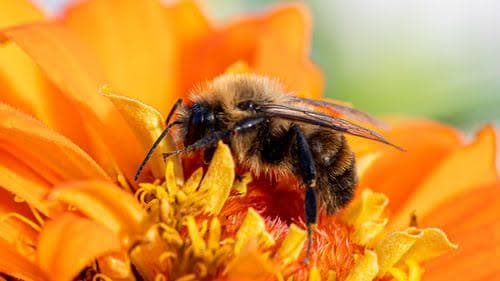 Live Honeybee Removal & Relocation