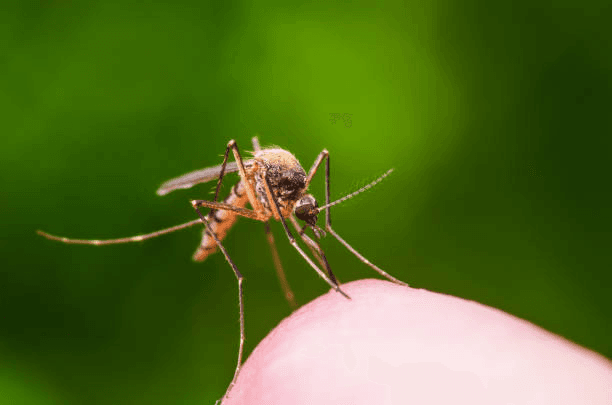 Mosquito Control